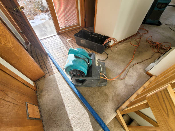 Best Professional water damage repair  in Wells, NV