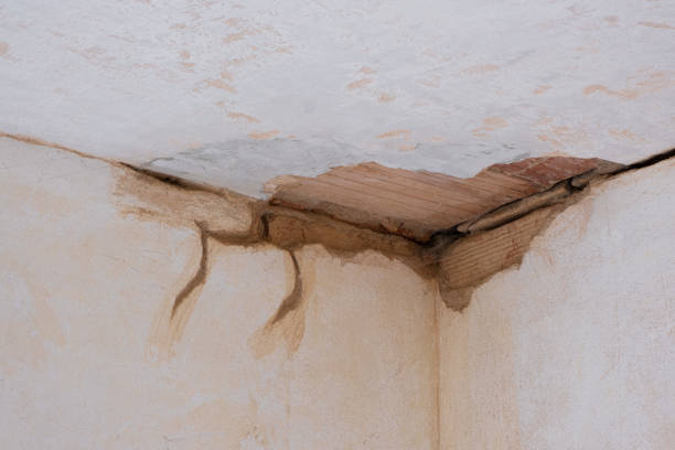 Best Mold removal after water damage  in Wells, NV