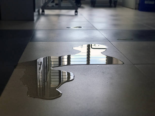 Best Water damage cleanup near me  in Wells, NV