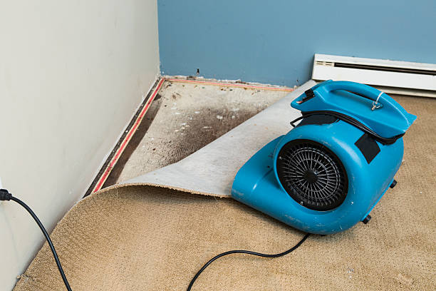 Best Sewage cleanup and water damage restoration  in Wells, NV